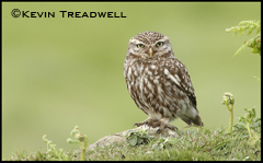 Little Owl.jpg
